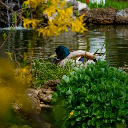 Миколаївський зоопарк, квітень 2026 року. Фото: НикВести, Сергій Овчаришин