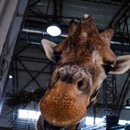 Миколаївський зоопарк, квітень 2026 року. Фото: НикВести, Сергій Овчаришин