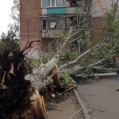 У дворах житлових будинків дерева пошкодили припарковані автівки та тепломережі Фото: Дмитро Скороходов