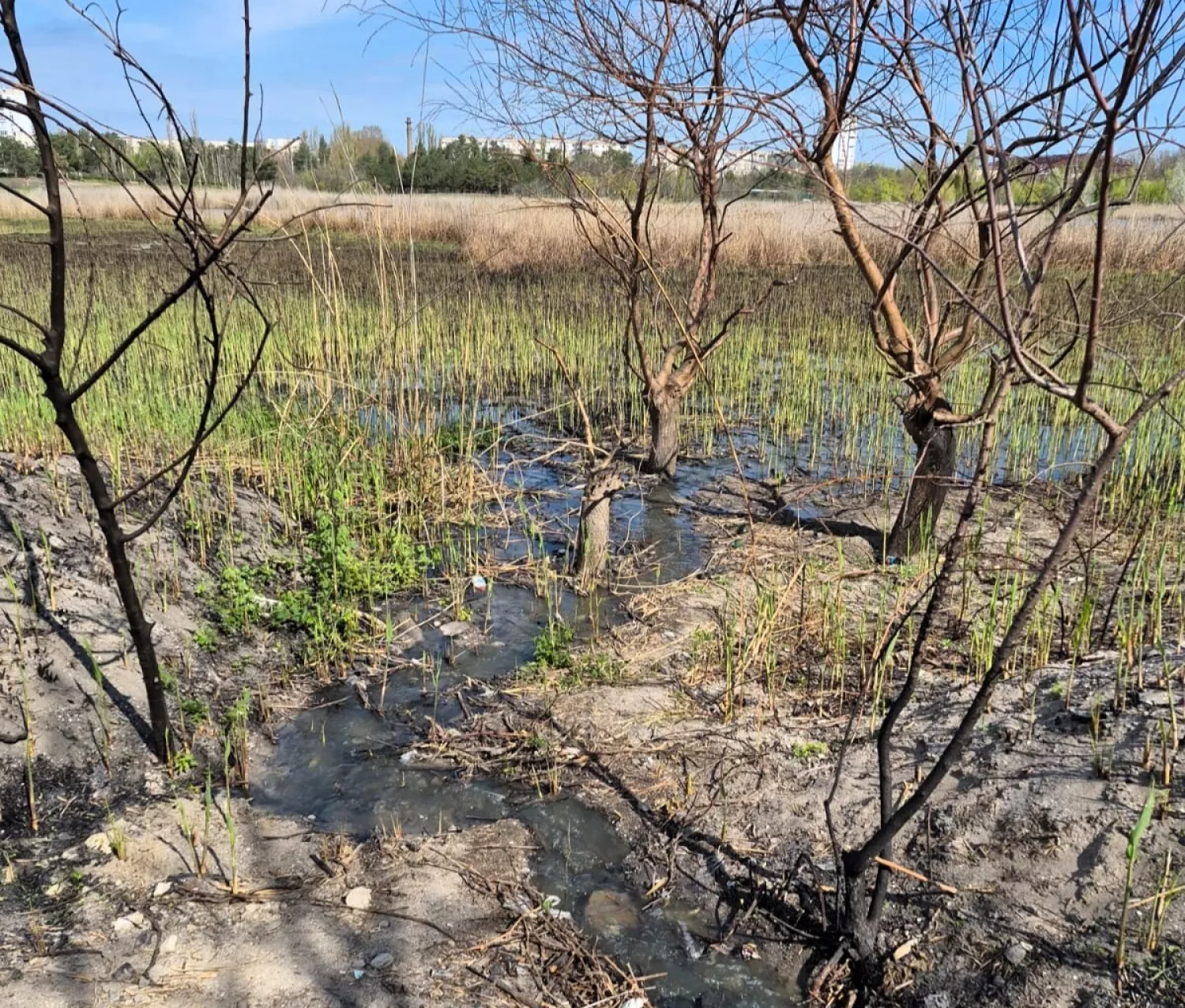 Біля озера у Лісках зафіксували каналізаційні стоки. Фото: Державна екоінспекція Південно-Західного округу