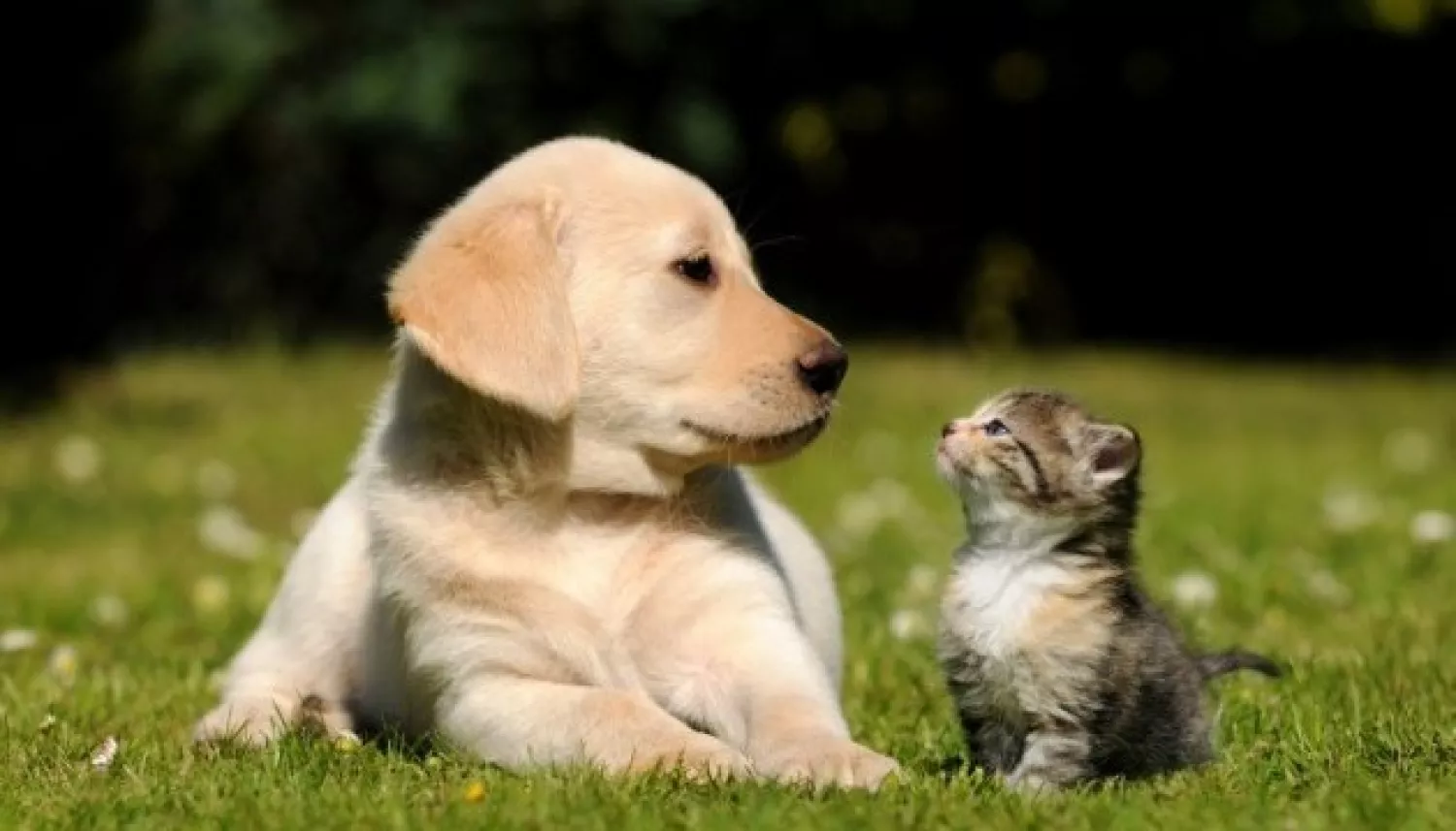 Українець розробив ШІ-сервіс для пошуку загублених тварин. Ілюстративне фото: Facebook \ Ветеринарна клініка «Чотири лапи»