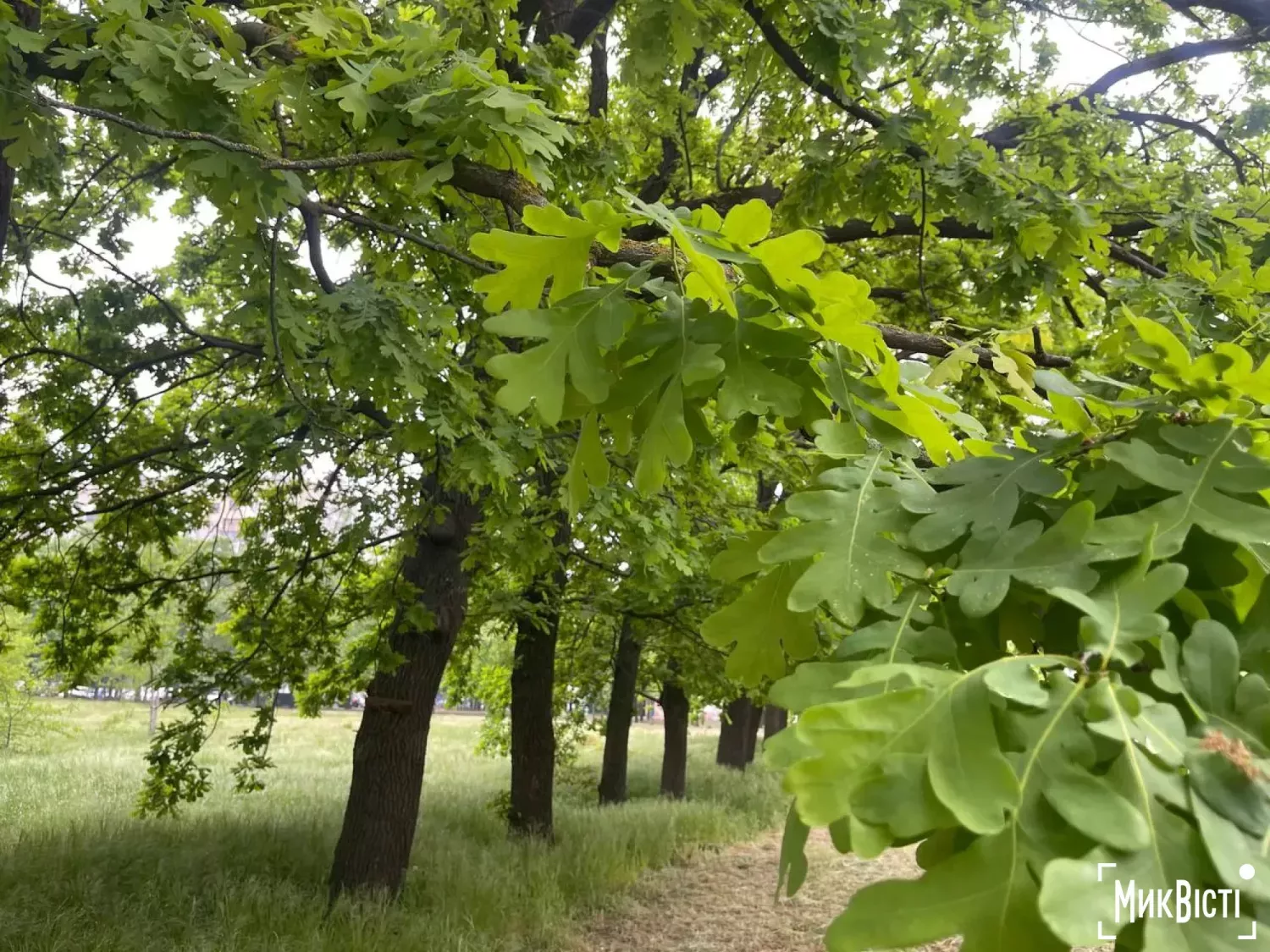 Дуби на території, де планують побудувати АЗС. Фото: МикВісті