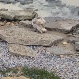 На поверхні води виявили маслянисті плями жовтого кольору. Фото:  Державна екологічна інспекція Південно-Західного округу