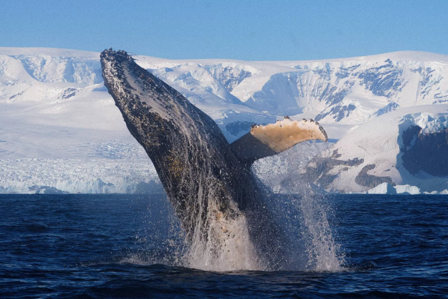 Українські полярники зафільмували горбатих китів поблизу човна. Фото: Національний антарктичний науковий центр, для ілюстрації