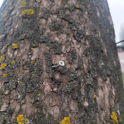 У Миколаєві біля стихійного ринку в деревах знайшли цвяхи. Фото: Держекоінспекція