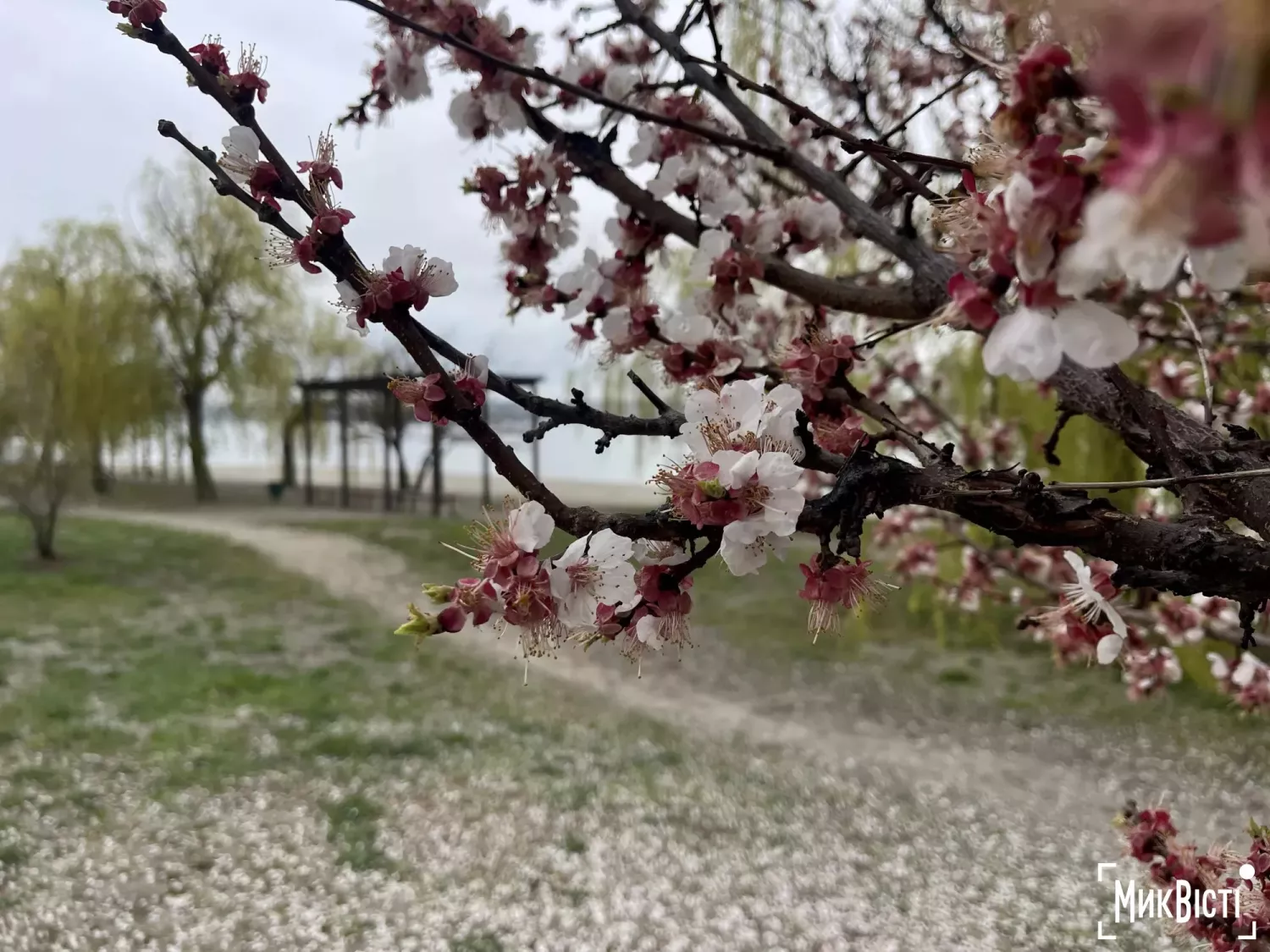 Синоптики попереджають про заморозки на Миколаївщині. Ілюстративне фото: НикВести