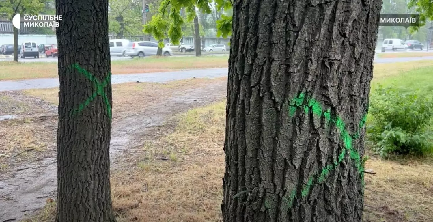Навесні 2025 екологи позначили фарбою дерева, які згідно з планом забудови, планують зрубати, скриншот з сюжета Суспільне Миколаїв