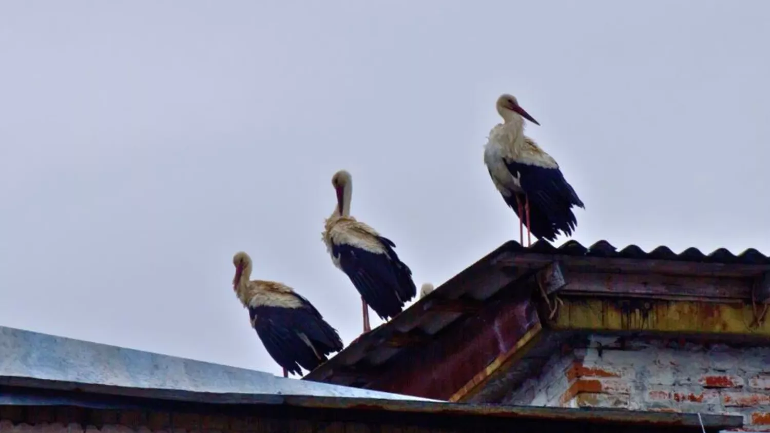 Білих лелек помітили в центрі Чорнобиля. Фото: Денис Вишневський / Чорнобильський радіаційно-екологічний біосферний заповідник