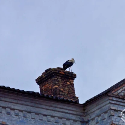 Білих лелек помітили в центрі Чорнобиля. Фото: Денис Вишневський / Чорнобильський радіаційно-екологічний біосферний заповідник