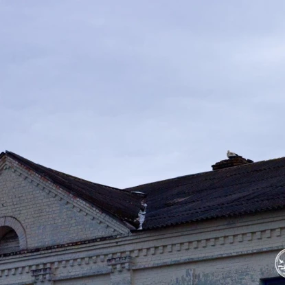 Білих лелек помітили в центрі Чорнобиля. Фото: Денис Вишневський / Чорнобильський радіаційно-екологічний біосферний заповідник