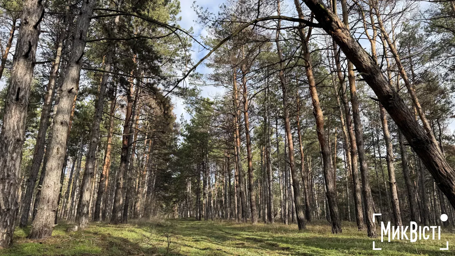 Два господарства на Миколаївщині відмовилися від мисливських угідь. Фото: НикВести