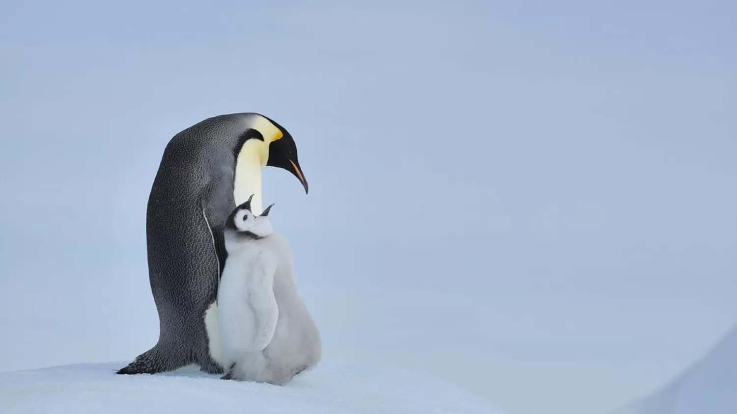 Імператорські пінгвіни. Фото: Getty Images