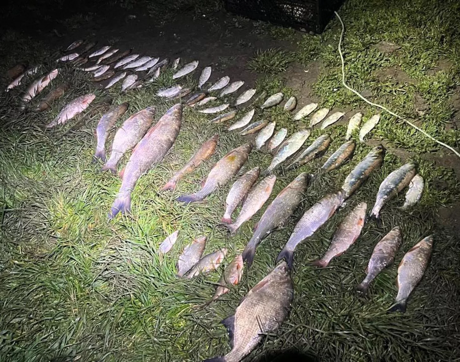 На Одещині в нерест викрили порушника з уловом на ₴161 тисяч. Фото: Державна екологічна інспекція Південно-Західного округу