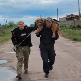 У Вознесенську відловили безпритульних собак. Фото: Вознесенська міська рада