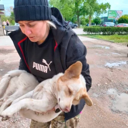 У Вознесенську відловили безпритульних собак. Фото: Вознесенська міська рада