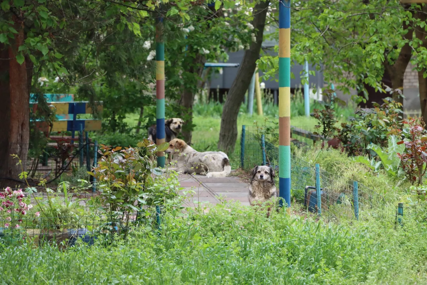 У Вознесенську відловили безпритульних собак. Фото: Вознесенська міська рада