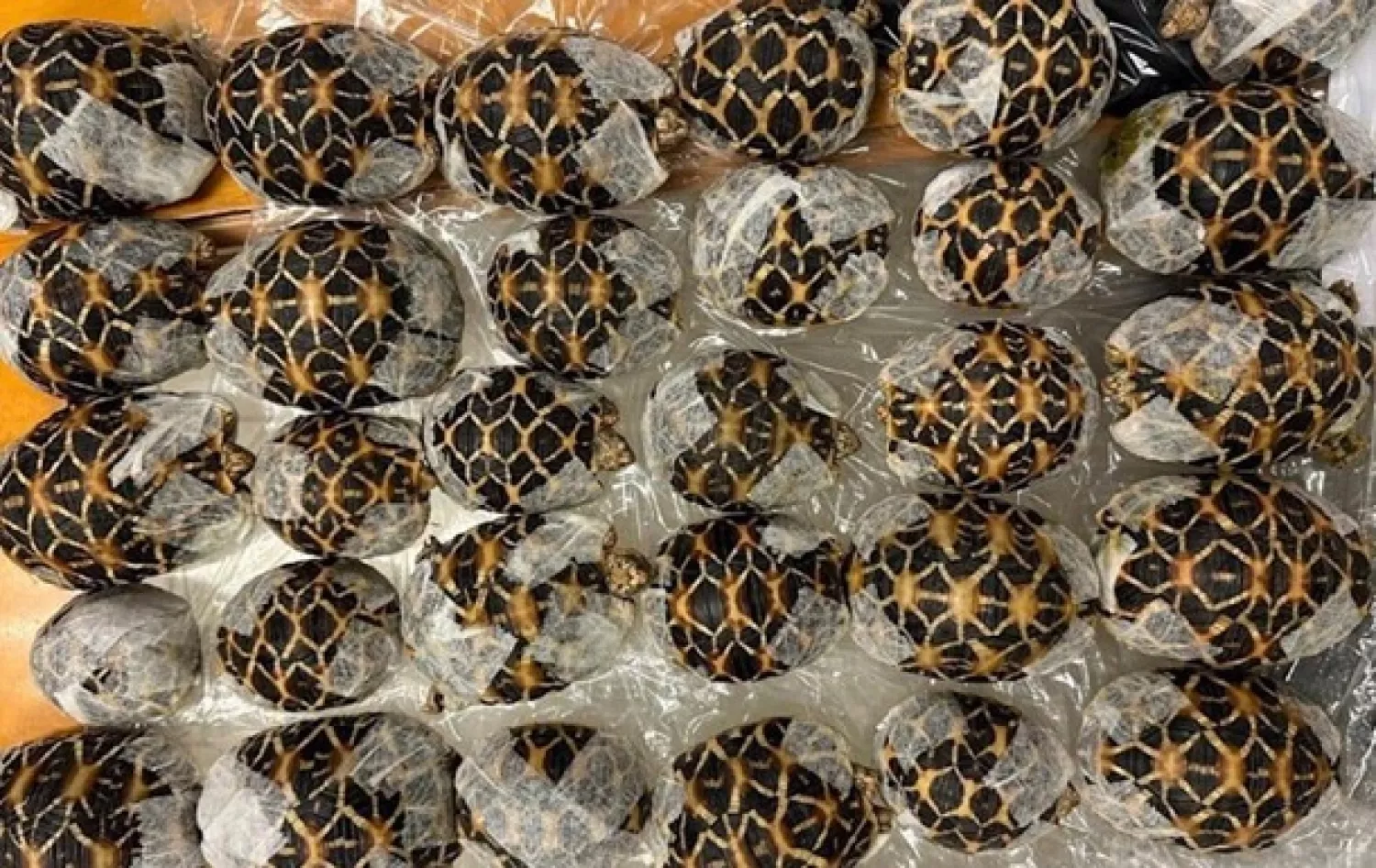 У Таїланді бортпровідниця перевозила під одягом 30 черепах. Фото: Bangkok Post