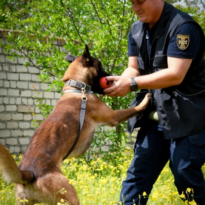 На Миколаївщині з'явились 4 собаки-розміновувачі. Фото: ДСНС