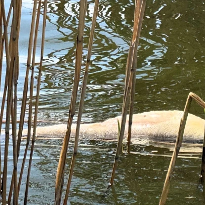 На Одещині у водосховищі зафіксували мор риби. Фото: Держекоінспекція