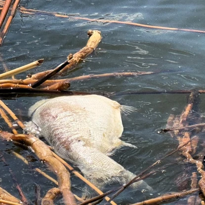 На Одещині у водосховищі зафіксували мор риби. Фото: Держекоінспекція