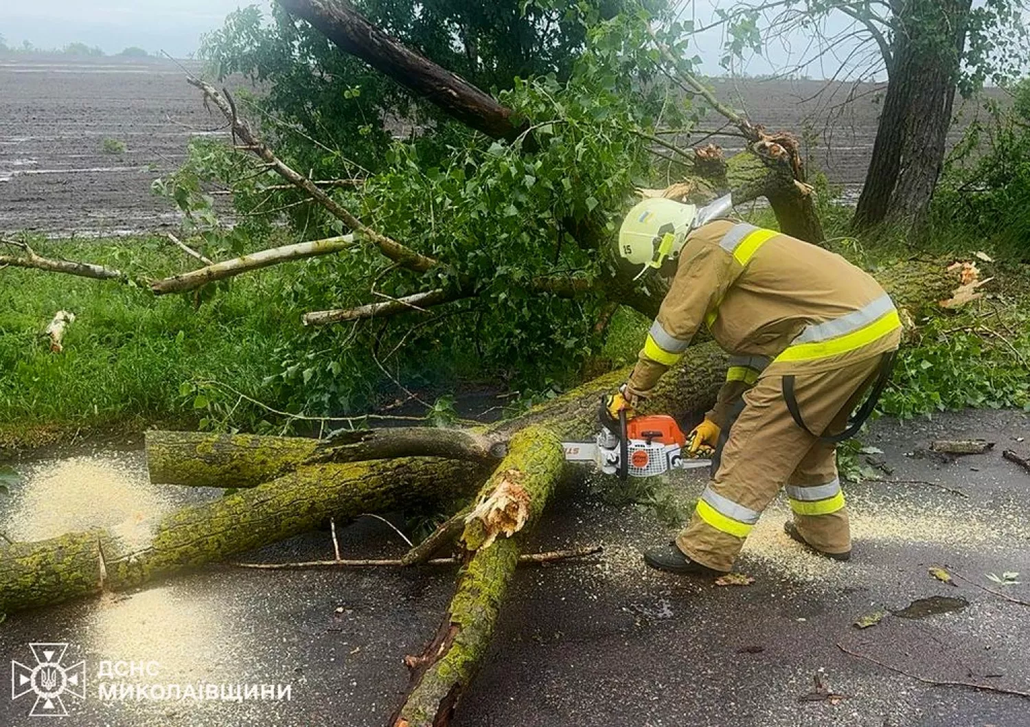 Негода на Миколаївщині повалила дерева. Фото: ДСНС
