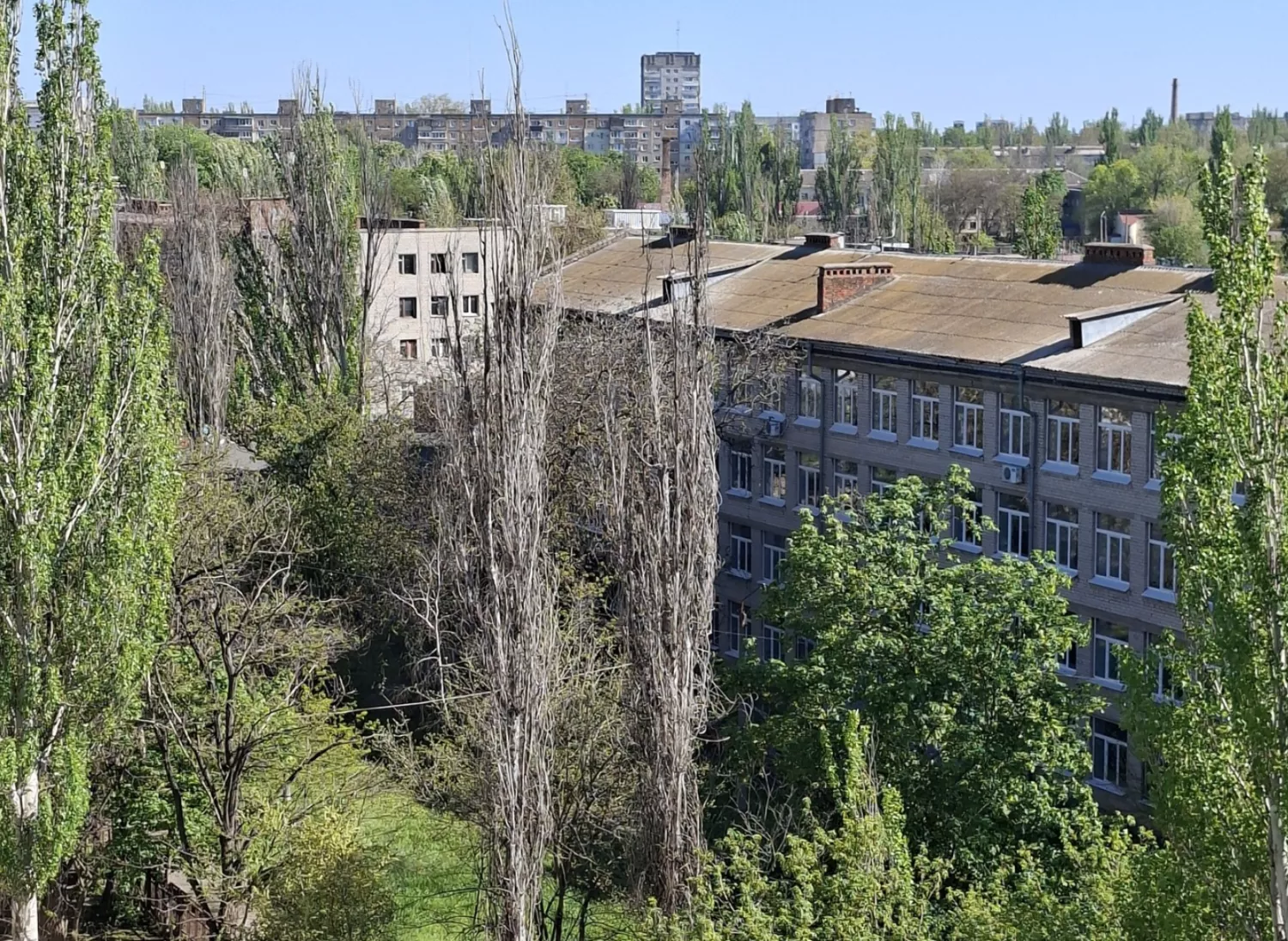 Сухі тополі біля дитячого майданчика за магазином «Міда» на проспекті Миру, 18. Фото: Галина Довгорукова