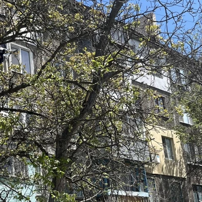 Сухе дерево за адресою провулок Полярний 2А. Фото: Марина Ничипоренко