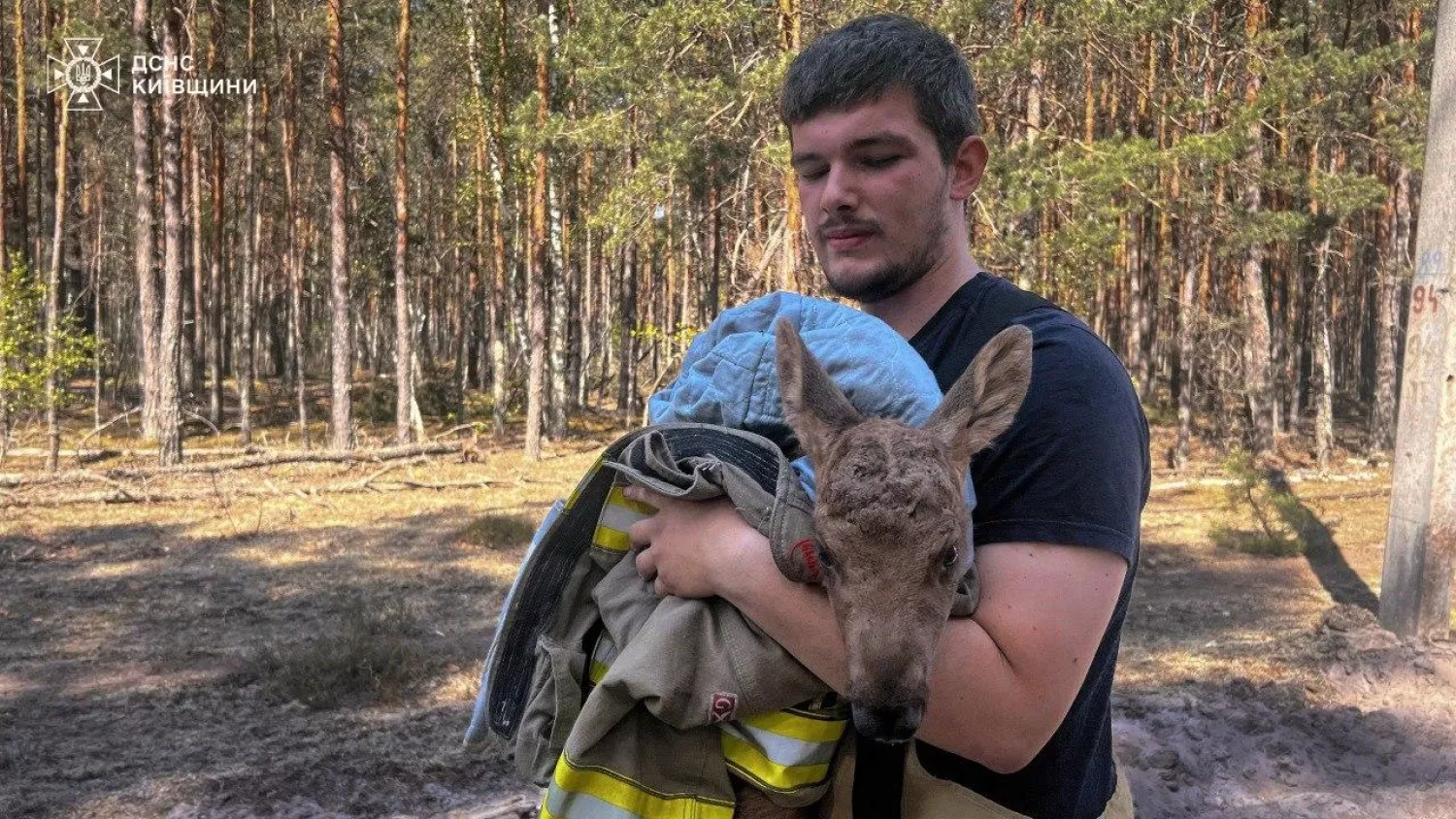 У Чорнобилі вогнеборці врятували з пожежі червонокнижне лосеня. Фото: ДСНС