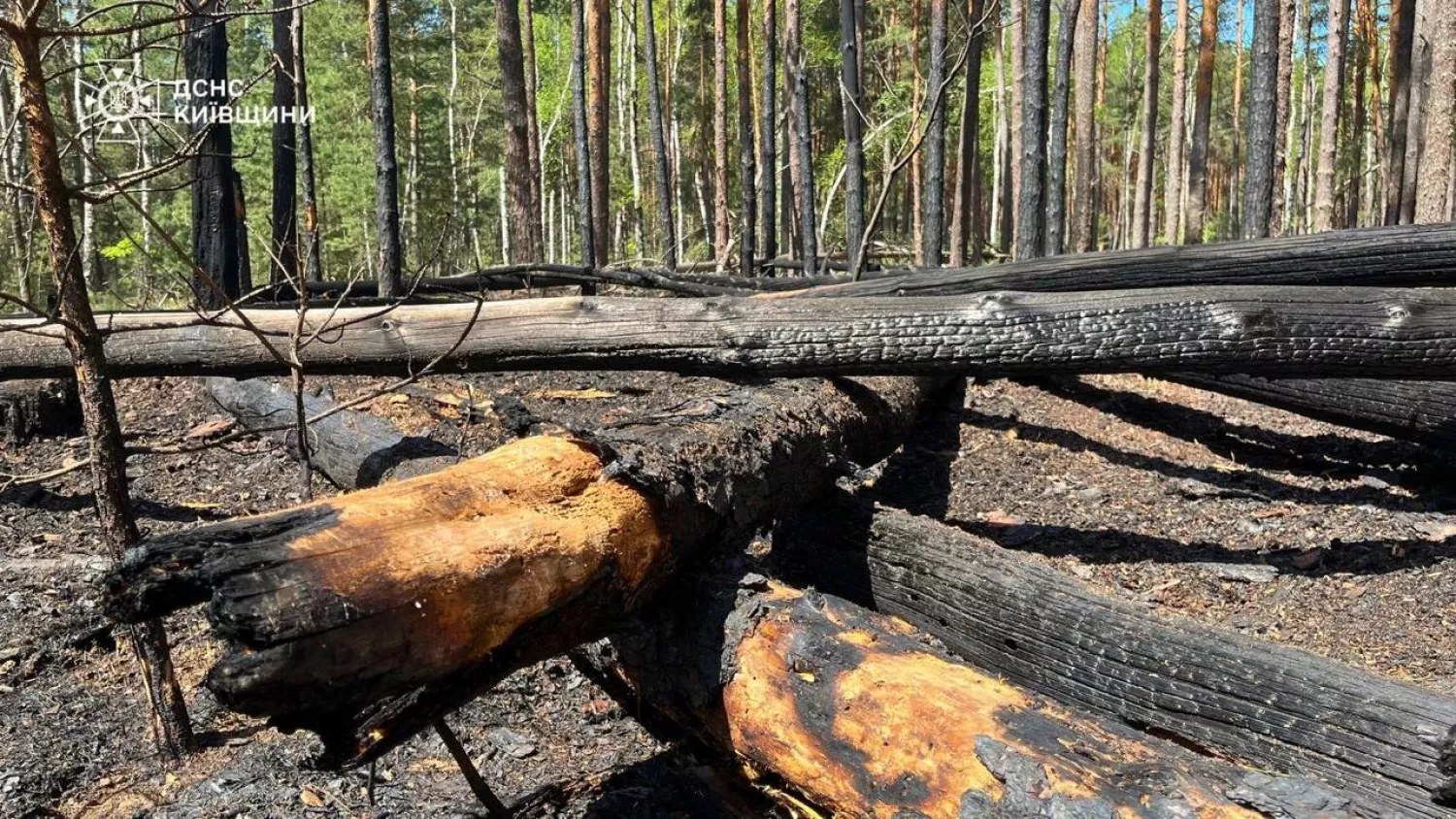 У Чорнобильській зоні понад добу гасять лісову пожежу. Фото: ДСНС
