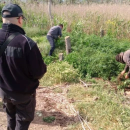 На островах нацпарку на Одещині знайшли понад 5 тисяч кущів канабісу. Фото: Іван Русєв
