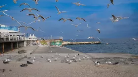 Сума збитків морському середовищу Одещини внаслідок війни перевищили ₴23 млрд. Ілюстративне фото: Новини Одеси