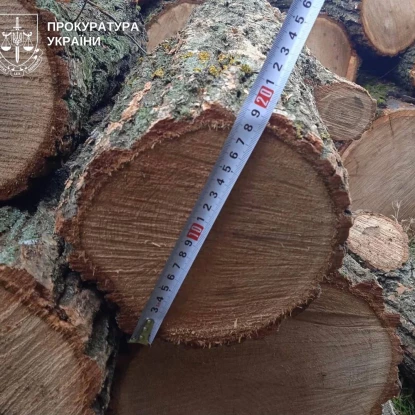 На Миколаївщині незаконно вирубали майже 500 дерев. Фото: Прокуратура Миколаївської області