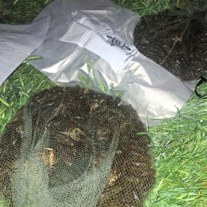 На Миколаївщині браконьєри наловили раків на 2 млн грн. Фото: Держекоінспекція