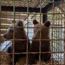 У Карпатах подружжя врятувало двох ведмежат. Фото: Національний природній парк «Синевир»