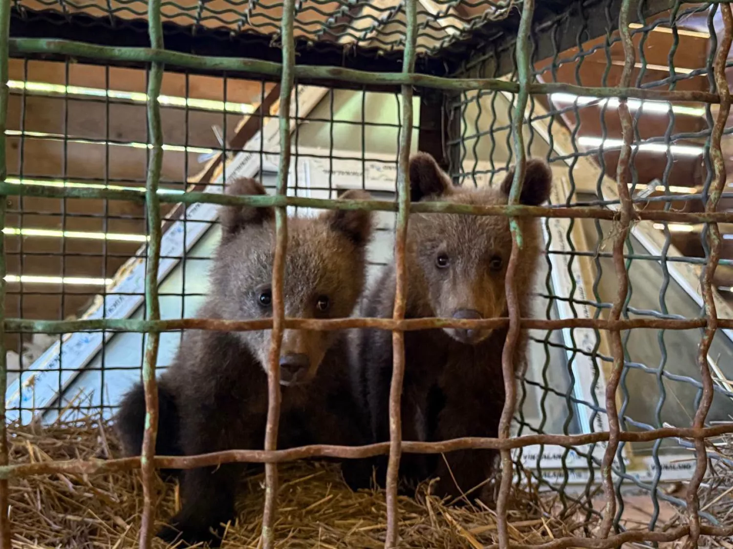 У Карпатах подружжя врятувало двох ведмежат. Фото: Національний природній парк «Синевир»