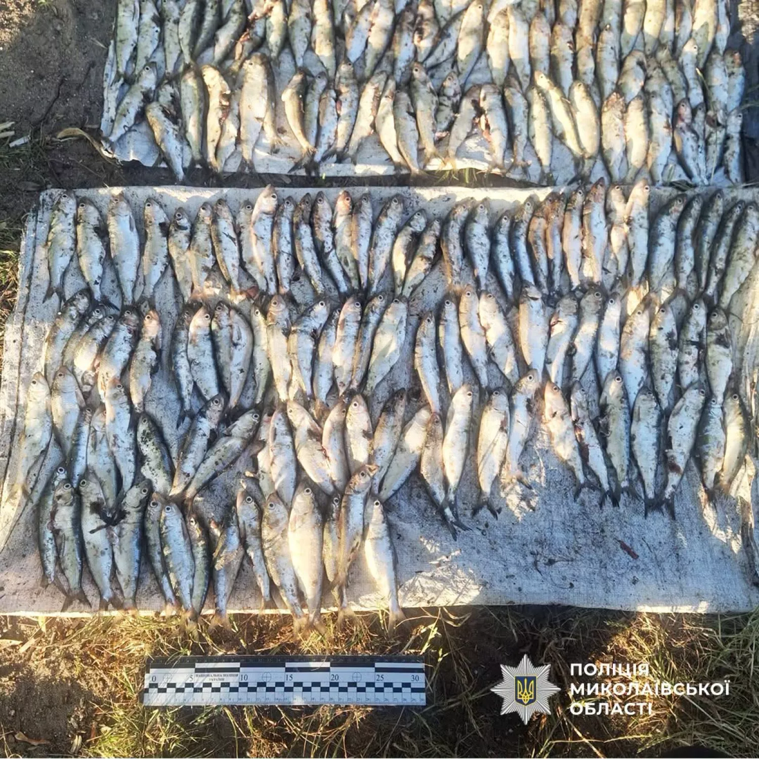 У поліції відзвітували про затримання на Миколаївщині рибалки з 466 пузанками. Фото: Нацполіція