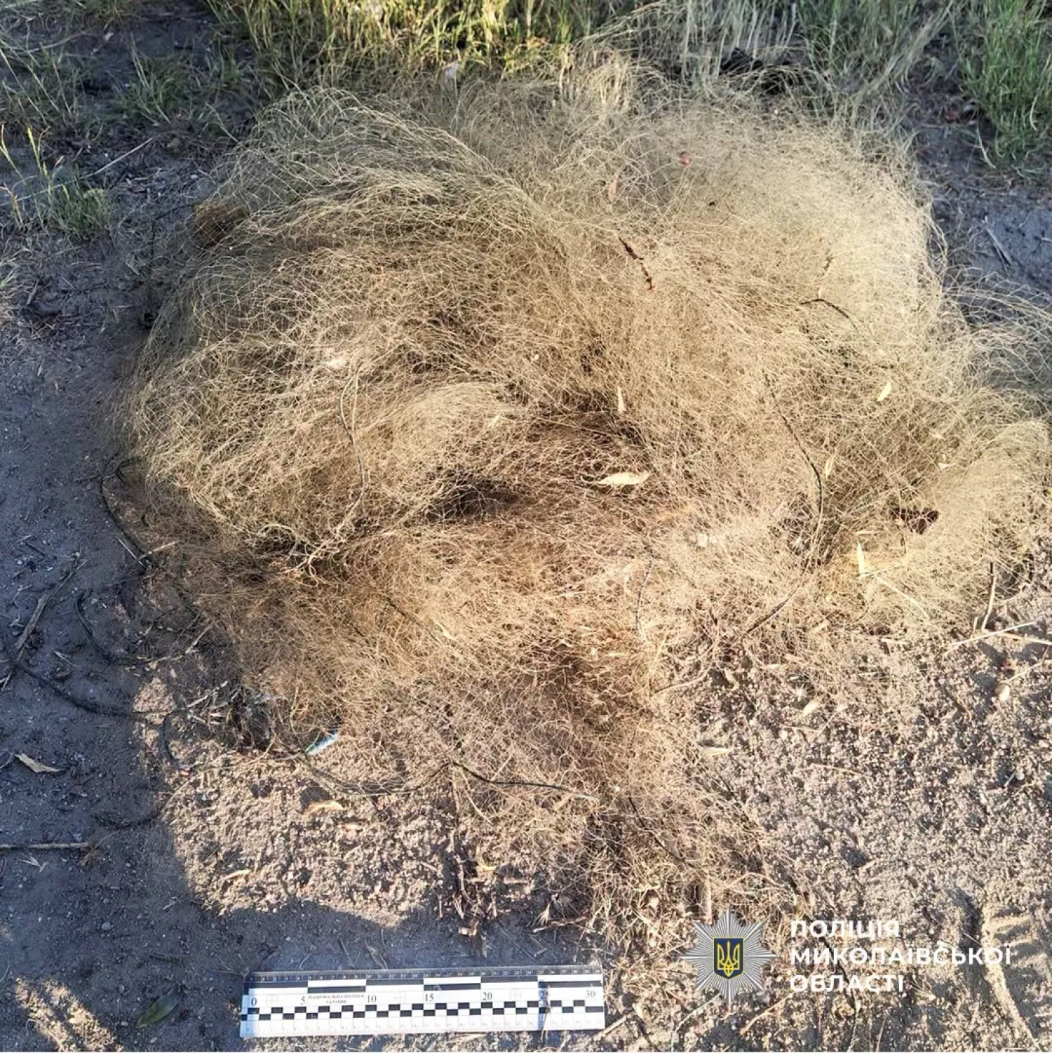 У поліції відзвітували про затримання на Миколаївщині рибалки з 466 пузанками. Фото: Нацполіція