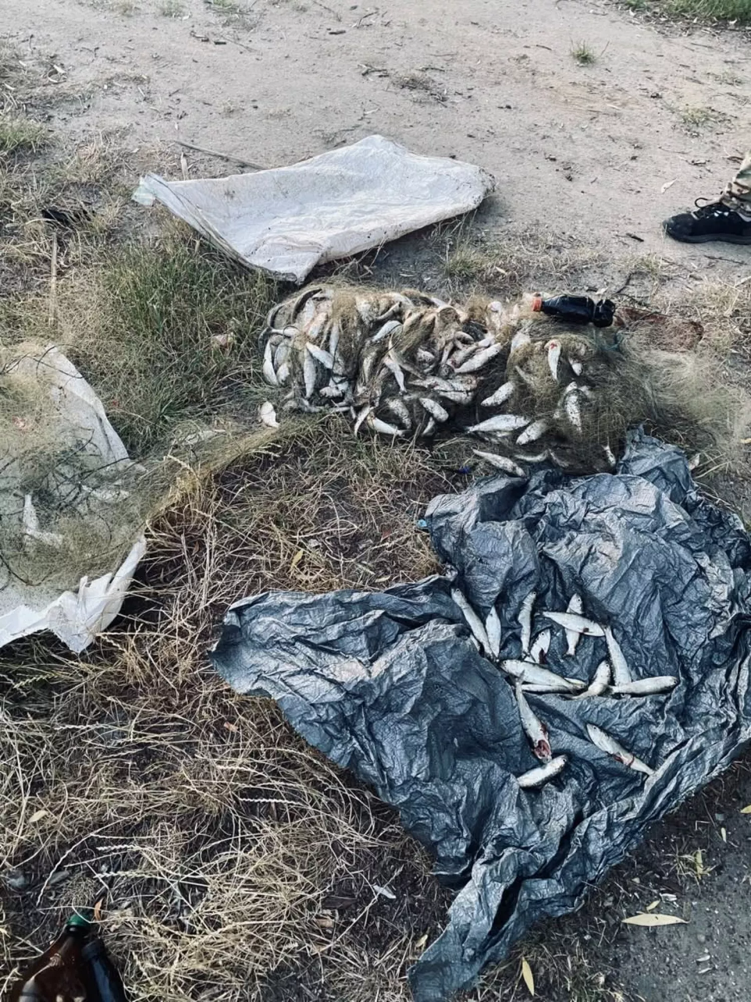 У поліції відзвітували про затримання на Миколаївщині рибалки з 466 пузанками. Фото: Миколаївський рибоохоронний патруль