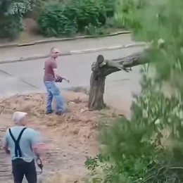 У Миколаєві невідомі знсли дерева посеред дня, скриншот з відео Миколаївських парків