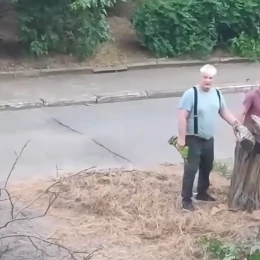 У Миколаєві невідомі знсли дерева посеред дня, скриншот з відео Миколаївських парків