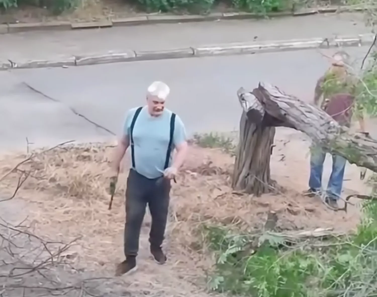 У Миколаєві невідомі знсли дерева посеред дня, скриншот з відео Миколаївських парків