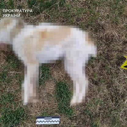 На Баштанщині чоловіку повідомили про підозру у вбивстві цуценя. Фото: Прокуратура Миколаївської області