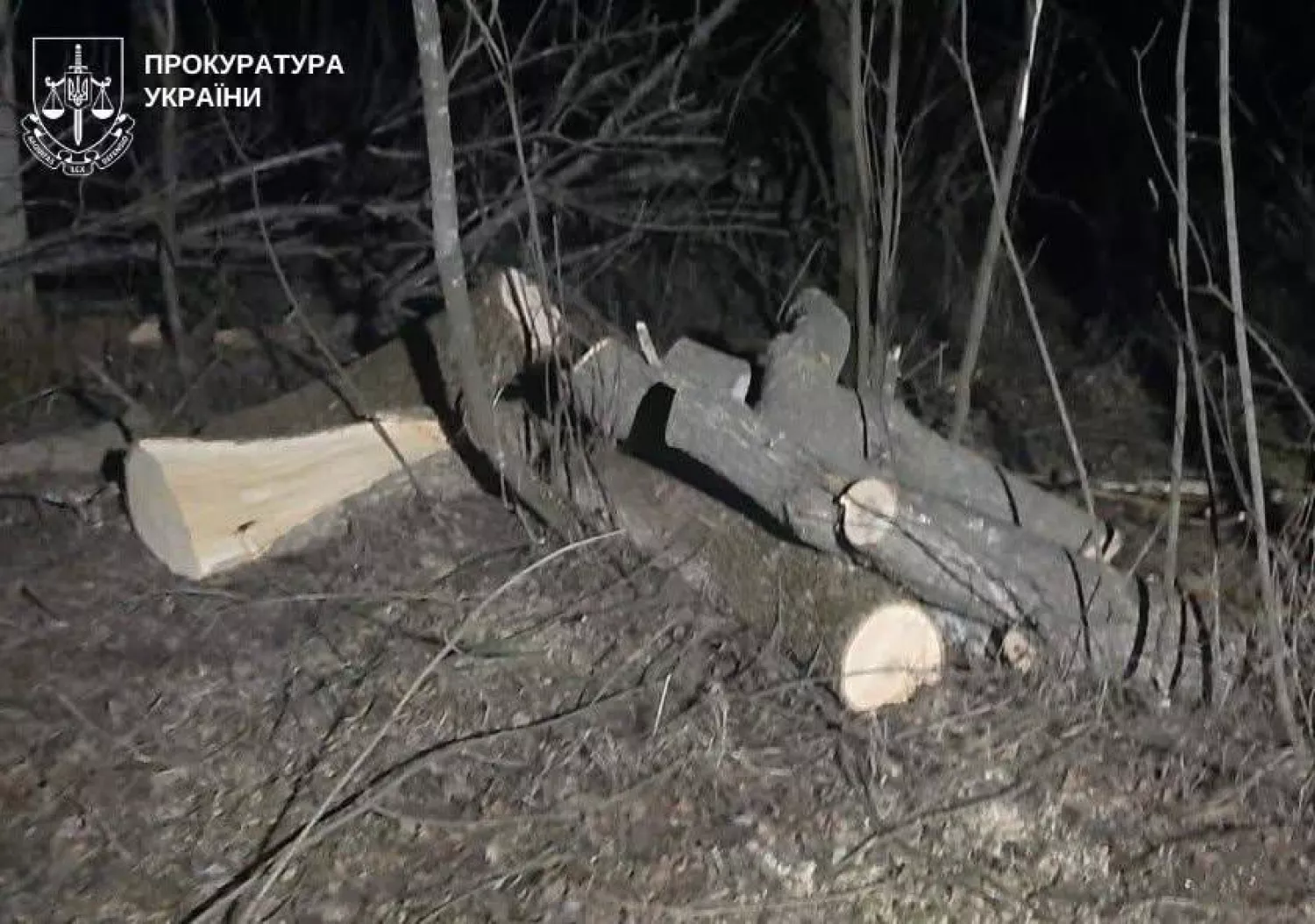 На Первомайщины вирубали дерева. Фото: Прокуратура Миколаївської області
