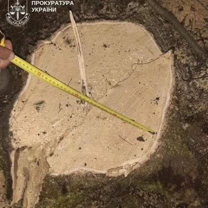 На Первомайщины вирубали дерева. Фото: Прокуратура Миколаївської області