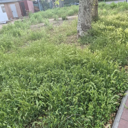 Територія по вул. Океанівській, 36. Фото: Олена Фадеєва