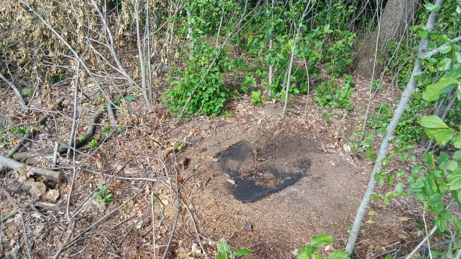 Незаконна рубка дубів на Одещині. Фото Державна екологічна інспекція Південно-Західного округу