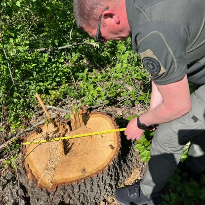 Незаконна рубка дубів на Одещині. Фото Державна екологічна інспекція Південно-Західного округу