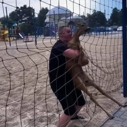 Порятунок косулі. Скриншот з відео місцевої жительки