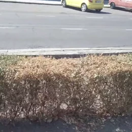 Засохлі кущі бірючини замість паркану. Скриншот з відео Дмитра Рябченка