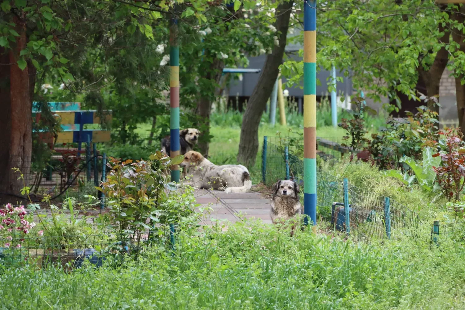 Безпритульні тварини у Вознесенську. Фото: міська рада